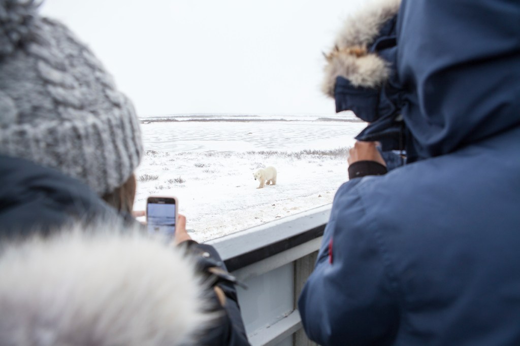 Arctic tourists watching a polar bear