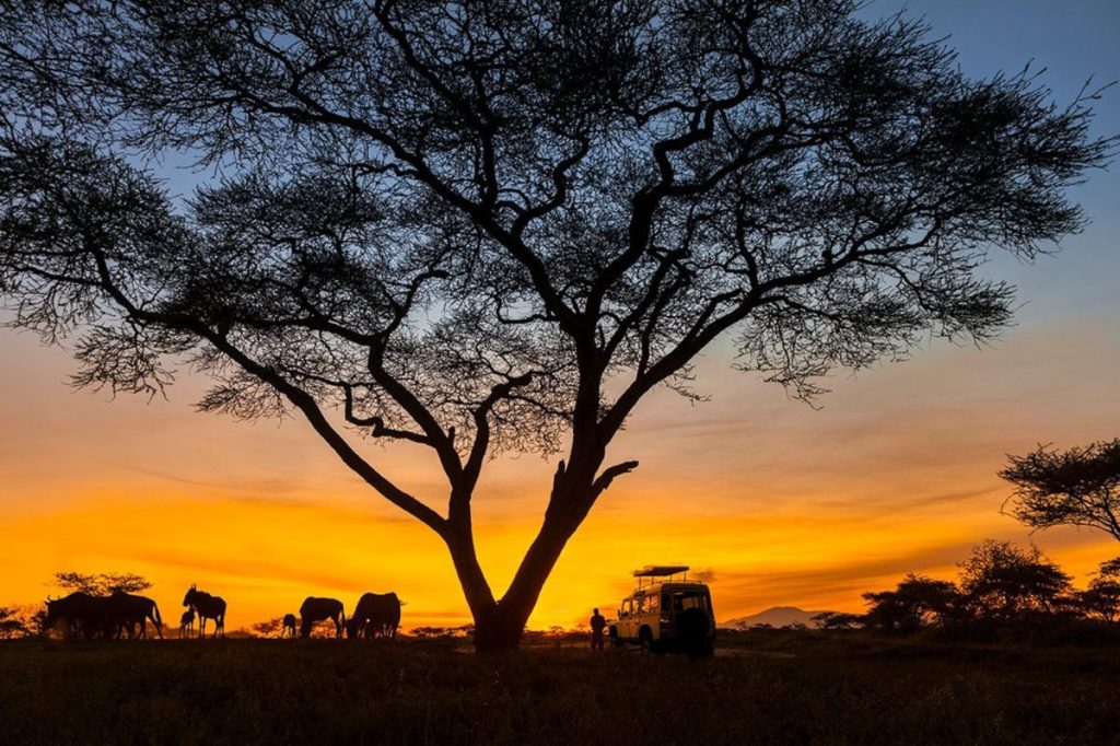 Safari